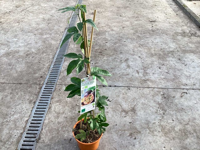 Overige bomen, planten en potten (50x) - afbeelding 10 van  10