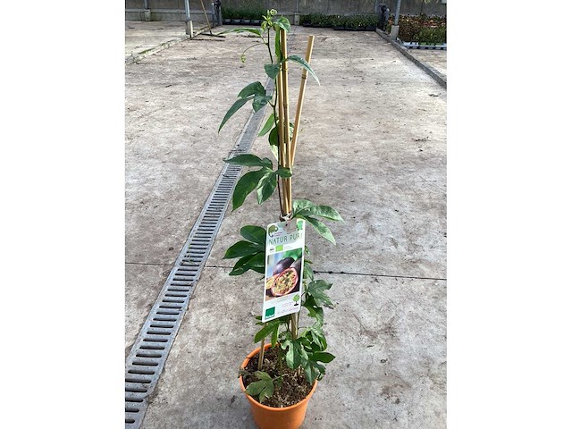 Overige bomen, planten en potten (50x) - afbeelding 1 van  4