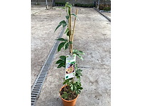 Overige bomen, planten en potten (50x) - afbeelding 1 van  4