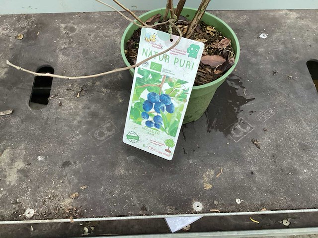 Overige bomen, planten en potten (50x) - afbeelding 6 van  10