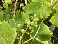Overige bomen, planten en potten (50x) - afbeelding 7 van  10