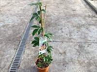 Overige bomen, planten en potten (50x) - afbeelding 4 van  4