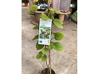 Overige bomen, planten en potten (50x) - afbeelding 2 van  10