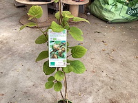 Overige bomen, planten en potten (50x) - afbeelding 10 van  10