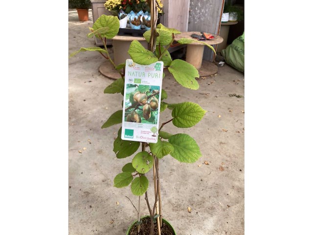 Overige bomen, planten en potten (50x) - afbeelding 4 van  9