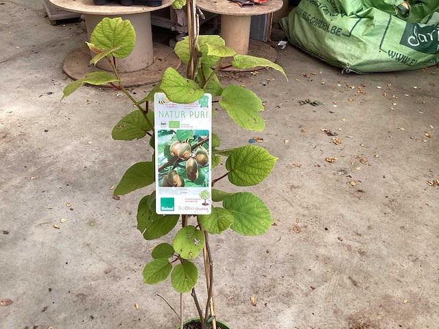 Overige bomen, planten en potten (50x) - afbeelding 9 van  9