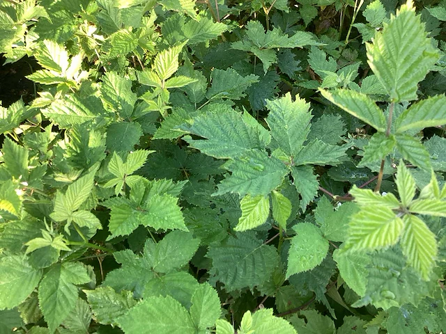Overige bomen, planten en potten (50x) - afbeelding 7 van  10