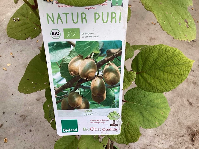 Overige bomen, planten en potten (50x) - afbeelding 9 van  10