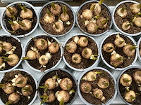 Paasbloemen, hyacinten, muscari - afbeelding 2 van  3