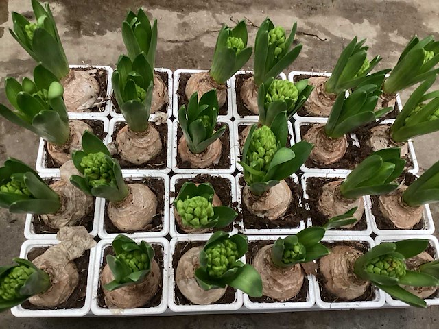 Paasbloemen, hyacinten, muscari - afbeelding 3 van  3