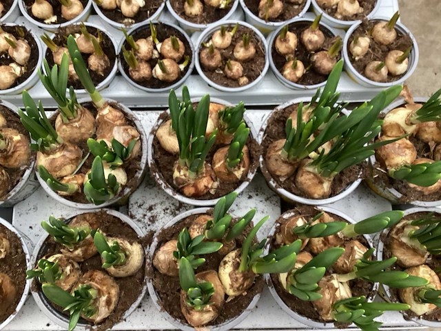 Paasbloemen, hyacinten, muscari - afbeelding 1 van  3