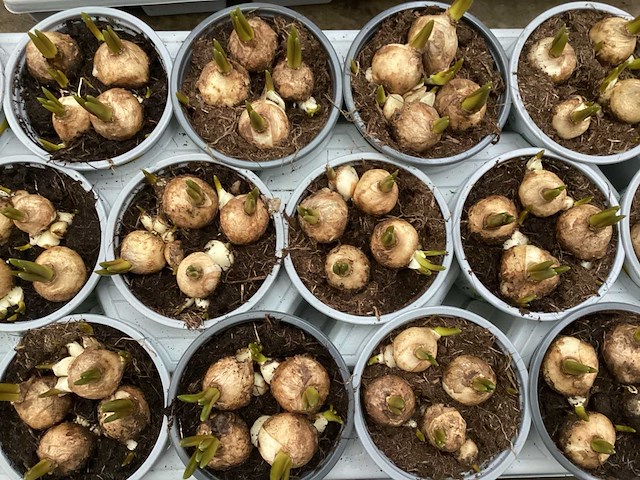 Paasbloemen, hyacinten, muscari - afbeelding 2 van  3