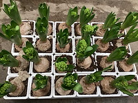 Paasbloemen, hyacinten, muscari - afbeelding 3 van  3