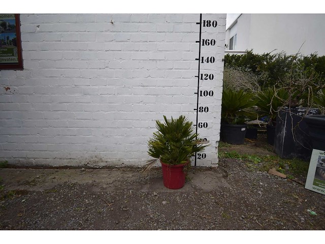 Palm - mediterranean tree - afbeelding 1 van  4