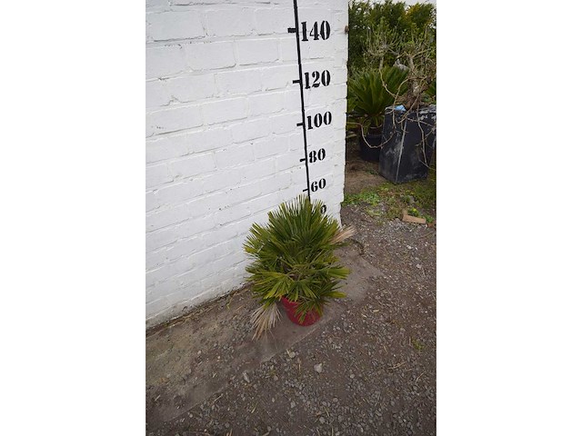 Palm - mediterranean tree - afbeelding 2 van  4