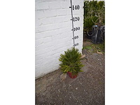 Palm - mediterranean tree - afbeelding 2 van  4