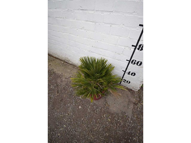 Palm - mediterranean tree - afbeelding 3 van  4