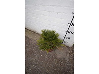 Palm - mediterranean tree - afbeelding 3 van  4
