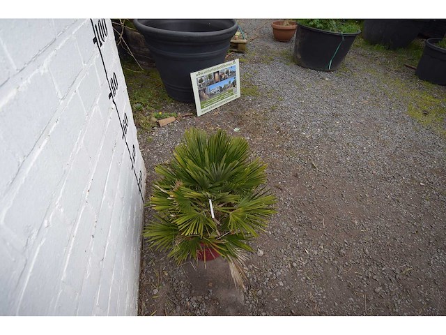 Palm - mediterranean tree - afbeelding 4 van  4