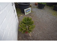 Palm - mediterranean tree - afbeelding 4 van  4