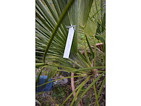 Palm - mediterranean tree - afbeelding 1 van  6
