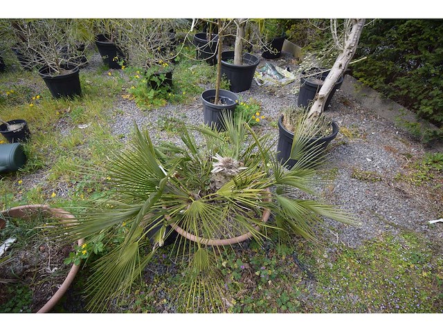 Palm - mediterranean tree - afbeelding 2 van  6