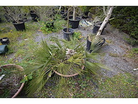 Palm - mediterranean tree - afbeelding 2 van  6