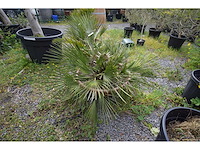 Palm - mediterranean tree - afbeelding 3 van  6