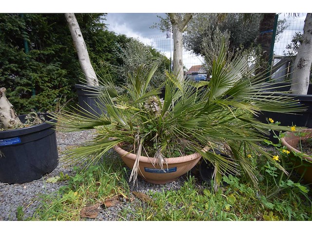 Palm - mediterranean tree - afbeelding 4 van  6