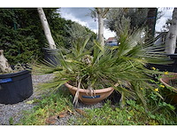 Palm - mediterranean tree - afbeelding 4 van  6