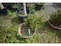 Palm - mediterranean tree - afbeelding 5 van  6