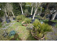 Palm - mediterranean tree - afbeelding 6 van  6