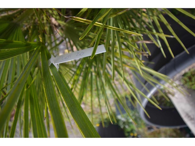 Palm - mediterranean tree - afbeelding 1 van  3