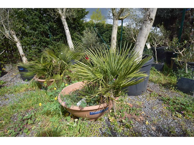 Palm - mediterranean tree - afbeelding 2 van  3