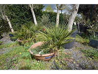 Palm - mediterranean tree - afbeelding 2 van  3