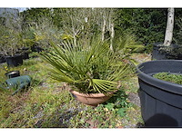 Palm - mediterranean tree - afbeelding 3 van  3