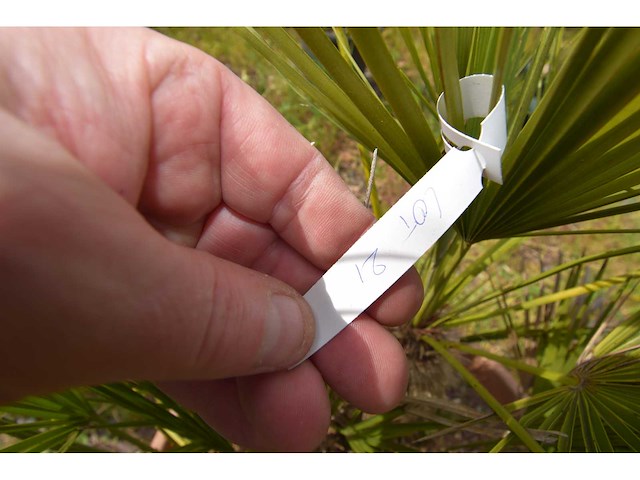 Palm - mediterranean tree - afbeelding 1 van  4