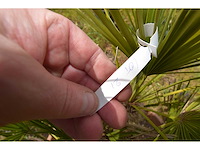 Palm - mediterranean tree - afbeelding 1 van  4