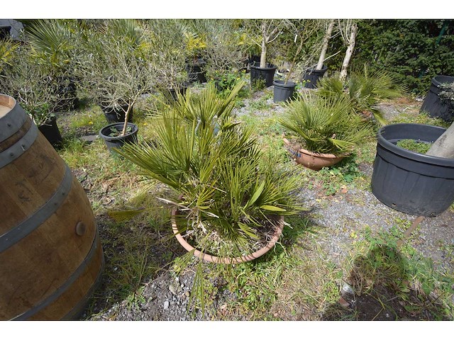 Palm - mediterranean tree - afbeelding 2 van  4