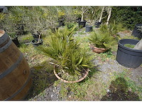 Palm - mediterranean tree - afbeelding 2 van  4