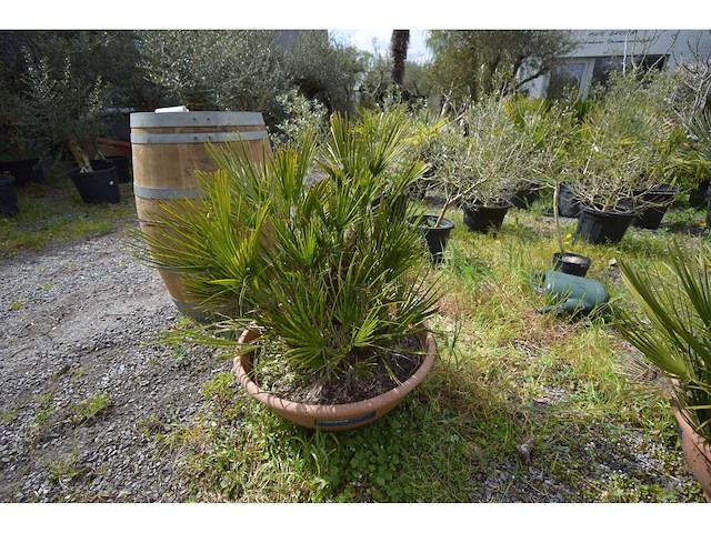 Palm - mediterranean tree - afbeelding 3 van  4