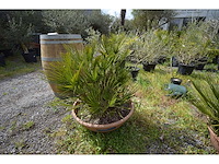 Palm - mediterranean tree - afbeelding 3 van  4