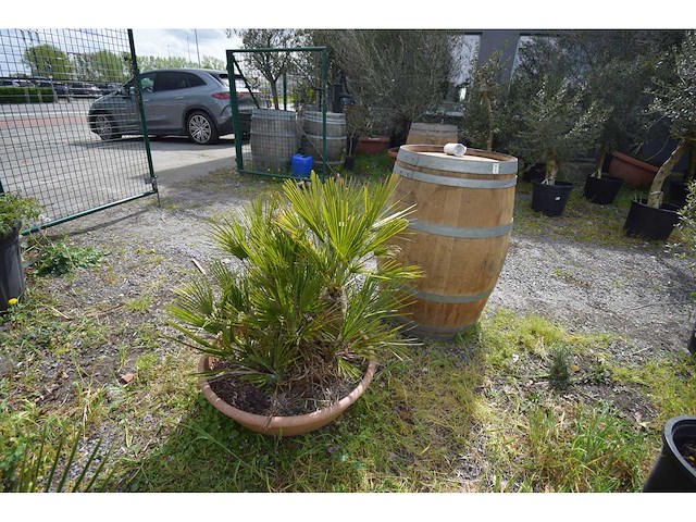 Palm - mediterranean tree - afbeelding 4 van  4