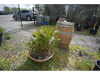 Palm - mediterranean tree - afbeelding 4 van  4