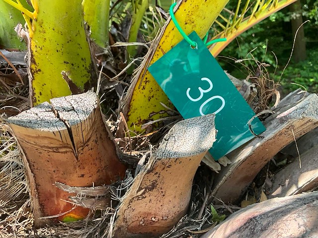 Palm - afbeelding 10 van  11