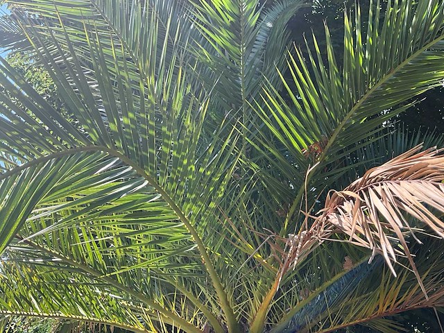 Palm - afbeelding 2 van  8