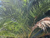 Palm - afbeelding 2 van  8