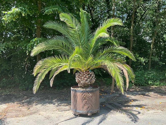 Palm - afbeelding 1 van  8