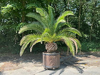 Palm - afbeelding 1 van  8