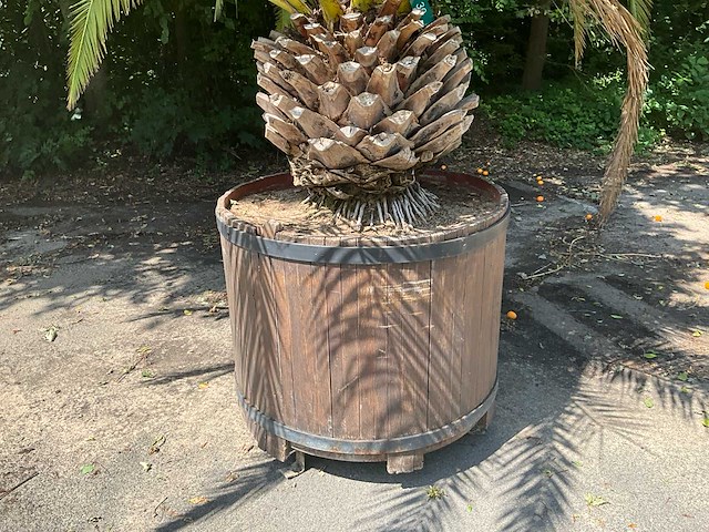 Palm - afbeelding 9 van  11